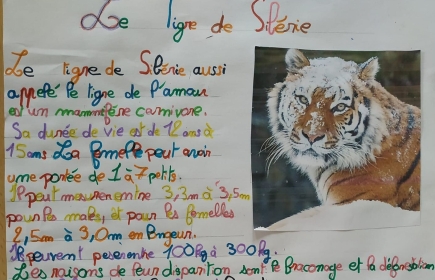 Les élèves de 6ème du collège d'Hagetmau planchent sur les animaux en voie de disparition